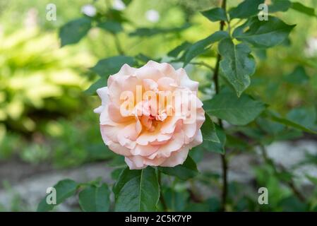 Magnifique bourgeon rose pâle fleuri sur un rosier. Roses en fleurs. Banque D'Images