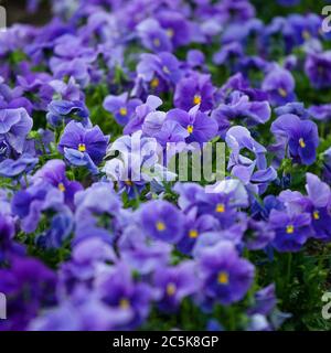 Pansies violettes en fleurs. De jolies fleurs violettes poussent dans le lit à fleurs. Gros plan. Mise au point sélective au centre de l'image Banque D'Images