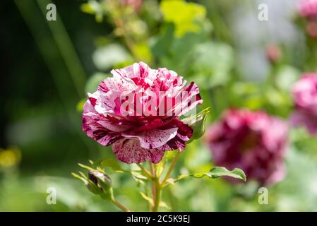 Bourgeon de rose fleuri avec pétales de rose rouge-blanc. Mise au point douce. Roses en fleurs. Banque D'Images