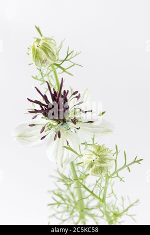 Nigella papillosa 'mariée africaine'. Fleurs « Bonde africaine » d'amour-dans-un-brouillard. Banque D'Images