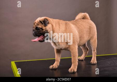 Chien PUG debout sur une table noire en studio, en attente de séance photo Banque D'Images