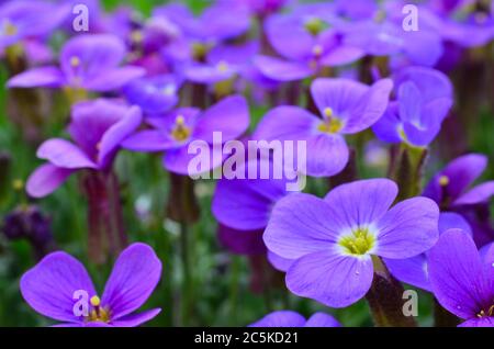 Lot de petites fleurs violettes, faible profondeur de champ Banque D'Images