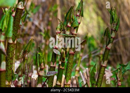 Une plante qui ressemble au bambou, Polygonum sachalinense Banque D'Images