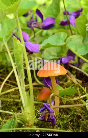 Petits champignons esculentus précoces poussant sous des feuilles vertes de fleurs violettes de printemps Banque D'Images