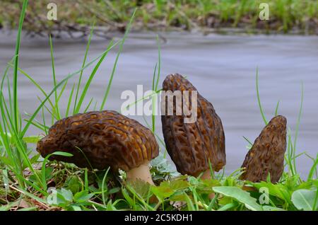 Trois jeunes champignons Morchella CONICA ou Morel noir en habitat naturel, sur la rive du ruisseau de montagne Banque D'Images