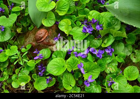 Beaucoup de violettes sauvages avec des gouttes de pluie après de fortes pluies de printemps Banque D'Images