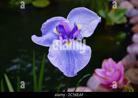 Close-up of a violet iris flower at a garden pond. Iris is the Greek name for a rainbow and also the name of the Goddess of the Rainbow. Banque D'Images