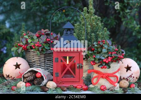 décoration de noël rustique avec lanterne et plantes d'hiver Banque D'Images