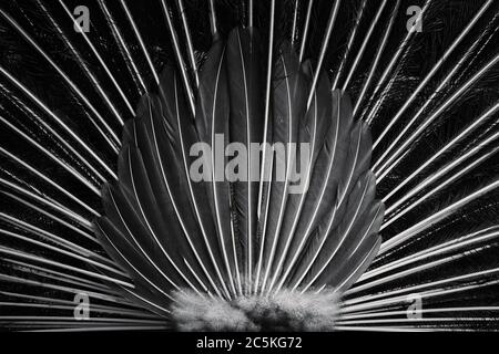 Vue arrière d'un peafhibou indien avec des plumes enjambées Banque D'Images