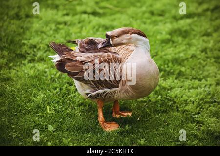 Une jolie oie brune domestique aux pattes orange se dresse sur une pelouse verte. Volaille. Banque D'Images