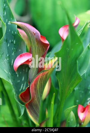 Bourgeons de fleurs de calla rouge (Zantedeschia) dans le jardin Banque D'Images