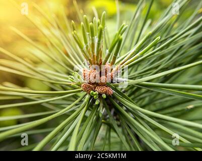 Macro photo de cône de sapin avec lumière du soleil. Banque D'Images