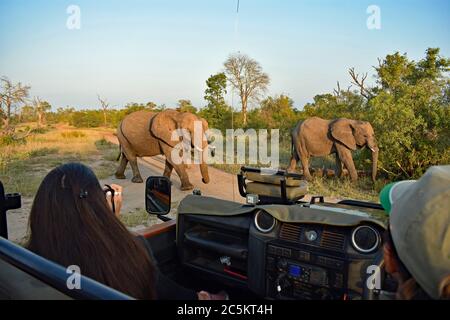 Un troupeau d'éléphants (Loxodonta) passe devant un véhicule de safari avec une fille qui prend des photos dans la réserve de Sami Sands Game Reserve, Greater Kruger, Afrique du Sud. Banque D'Images