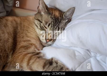 Beau Chat Gris Close Up De Dormir Sur Un Livre Blanc De La Fenetre Les Pattes Avec Des Tampons De Rose Sont Empiles Avec Grace Pres De La Bouche Photo Stock Alamy