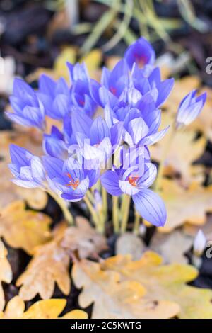 Vue de dessus des crocus violets d'automne en fleurs (Colchicum autumnale, safran de prairie), gros plan, sélectif flou, feuilles jaunes mortes floues sur le Banque D'Images