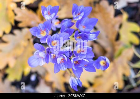 Vue de dessus des crocus violets d'automne en fleurs (Colchicum autumnale, safran de prairie), gros plan, sélectif flou, feuilles jaunes mortes floues sur le Banque D'Images