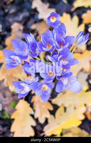 Vue de dessus des crocus violets d'automne en fleurs (Colchicum autumnale, safran de prairie), gros plan, sélectif flou, feuilles jaunes mortes floues sur le Banque D'Images