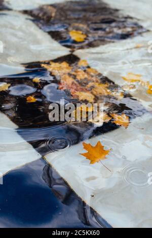 Différentes feuilles colorées tombées flottant dans l'eau de la piscine (fontaine historique dans le jardin d'été de Saint-Pétersbourg). L'automne à Saint-Pierre Banque D'Images