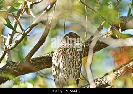 Juvénile Cooper's Hawk assis sur l'arbre Banque D'Images