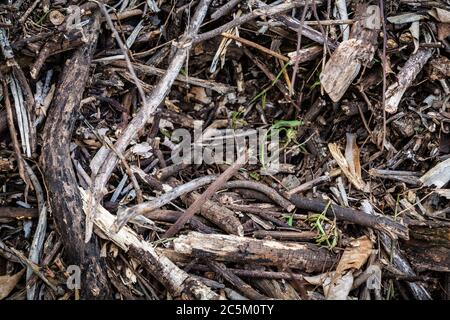 Pile de branches sèches de différents arbres écrasées en petits morceaux. Matériel pour fournir un abri, pour les insectes, pour les insectes hôtel, bug hôtel ou bugs maison Banque D'Images