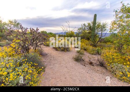 Paysage du désert de fleurs sauvages. Fleurs sauvages et cactus dans la nature sauvage du parc national de Saguaro, à l'extérieur de Tucson, Arizona. Banque D'Images