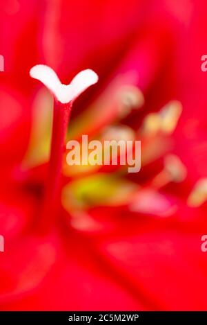 Un gros plan ou un gros plan extrême d'une fleur d'amaryllis rouge en pleine floraison avec une profondeur très faible de mise au point sélective. Banque D'Images