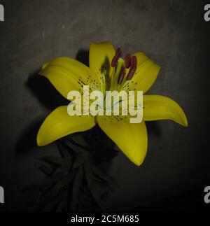 Une branche de fleur jaune de Lilium en été. Branche de fleur Hemerocallis lioasphodelus aussi appelé Lily Lemon, jaune Daylyly, Hemerocallis flava. Banque D'Images