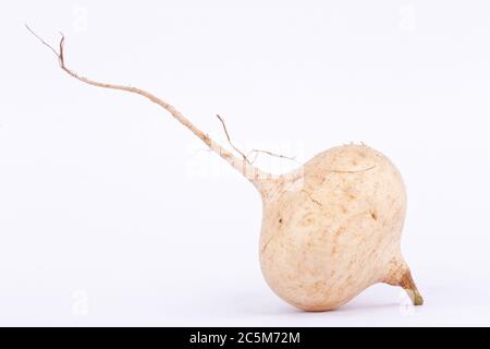 Le haricot de Yam ( Jicama ) est un fruit végétal à racine bulbeuse Banque D'Images