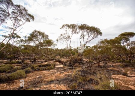 Les arbres et les plantes de Mallee typique se broutent sous un ciel bleu Banque D'Images