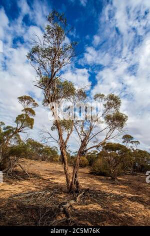 Les arbres et les plantes de Mallee typique se broutent sous un ciel bleu Banque D'Images