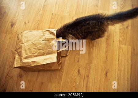 image amusante d'un chat domestique à l'intérieur d'un sac en papier Banque D'Images