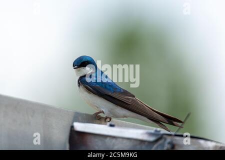 Hirondelle d'arbre ( Tachycineta bicolor) perchée au-dessus de la boîte de nid Banque D'Images