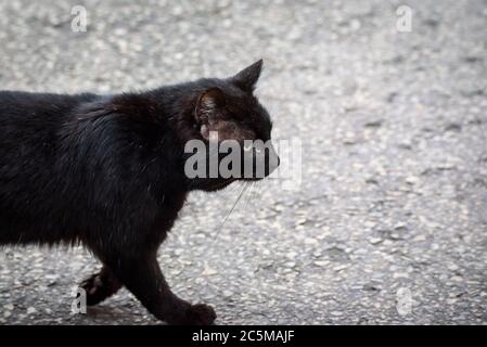Chat noir errant sur la rue en ville. Banque D'Images
