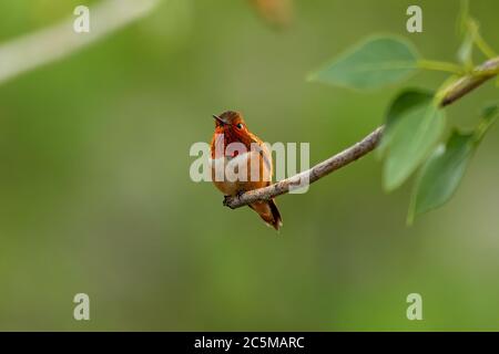 Colibri Rufous mâle adulte ( Sélasphorus rufous) perché sur la branche Banque D'Images