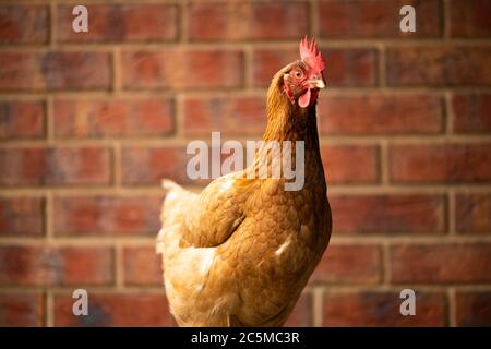 Un poulet brun ISA de gamme libre pontant des œufs avec de la brique rouge dans le fond du sol Banque D'Images