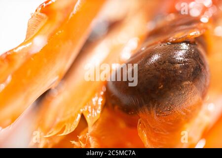 Photo macro ultra-tendre d'une crevette australienne cuite et juteuse Banque D'Images