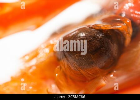Photo macro ultra-tendre d'une crevette australienne cuite et juteuse Banque D'Images