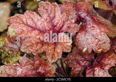 Heucherella 'Brass Lantern' mousseuse Bells Heucherellas Banque D'Images