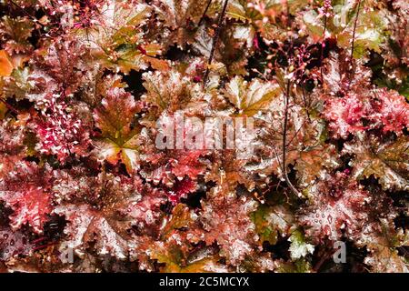 Heuchera foncé Tafetta Black Coral Bells Heucheras Banque D'Images