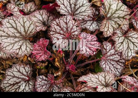 Racine d'alun Heuchera 'Frost' Heuchera Little Cutie Series Alumroot Coral Bells Heucheras Bourgogne feuilles brunes teinte argentée Banque D'Images