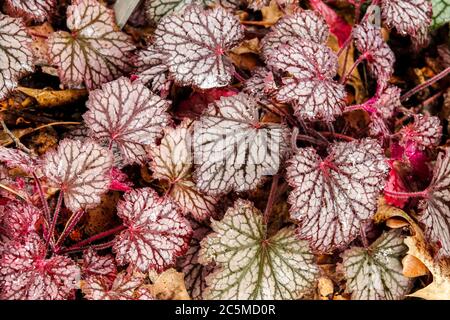 Heuchera 'Frost' Heucheras Heuchera 'Little Cutie Frost' Heuchera feuilles végétal veiné feuillage ornemental, Coral Bells Alumroot Coralbells Alum Root Banque D'Images