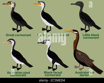 Ensemble d'illustrations de vecteur d'oiseau mignon, grand cormorant, petit pied, petit noir, pied australien, face noire, dard Australasien, cartoo d'oiseau coloré Illustration de Vecteur