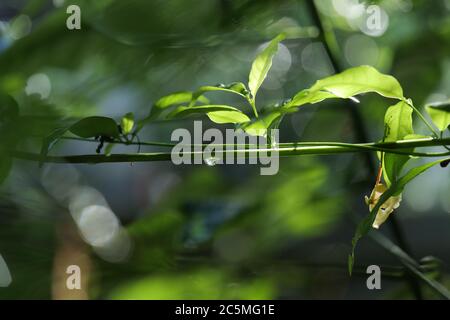 Goutte d'eau dans les feuilles avec flou et vert magnifique fond Banque D'Images