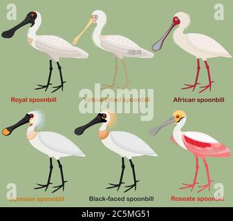 Ensemble d'illustrations vectorielles pour oiseaux à gué, Royal Spoonbill, Yellow-Bleed, African, Eurasie, Black-faced, Roseate spoonbill, coloré oiseau européen ca Illustration de Vecteur