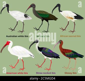 Ensemble d'illustrations vectorielles pour oiseaux à gué, blanc australien ibis, Hadada, sacré africain, blanc américain, à col de paille, brillant ibis, chariot à oiseaux coloré Illustration de Vecteur