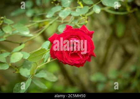La rose rouge fleurit avec sa tête face à l'appareil photo avec un arrière-plan vintage Banque D'Images