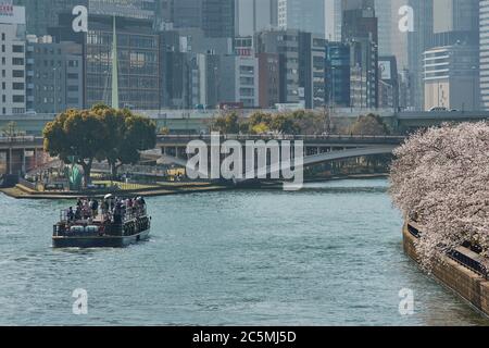 Osaka / Japon - 28 mars 2018 : bateau de croisière touristique Himawari naviguant sur la rivière Okawa avec des cerisiers en fleurs le long de la rive, Osa Banque D'Images