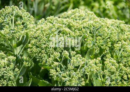 Grande plante avec des feuilles, des tiges et des inflorescences vertes charnues. Sedum spectabile en fleur 'brillant' de grès proéminent en été. Banque D'Images