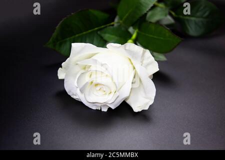 Une fleur rose blanche sur fond sombre. Flat Lay, vue de dessus pour un concept romantique. Rose blanche avec feuilles vertes Banque D'Images