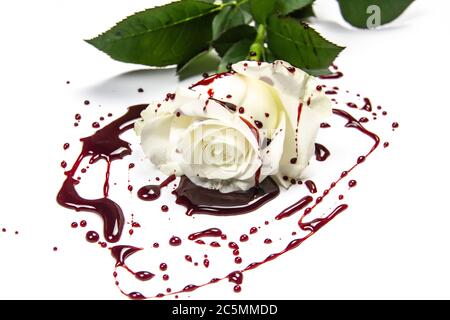 Magnifique rose blanche sanglante sur fond blanc. Rose sanglante - photo conceptuelle. Rose blanche avec du sang. Banque D'Images